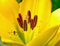 224 blume-D35_4354-als-Smart-Objekt-1